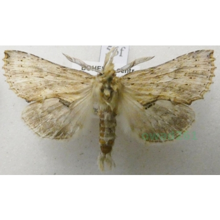 Pterostoma palpina (Clerck, 1759) male Dzióbica głaszczkówka Czech56f